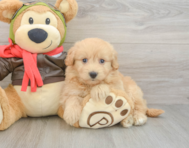 5 week old Mini Pomskydoodle Puppy For Sale - Pilesgrove Pups