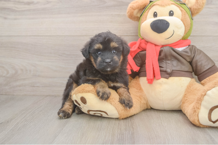 Mini Pomskydoodle Puppy for Adoption