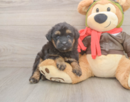 5 week old Mini Pomskydoodle Puppy For Sale - Pilesgrove Pups