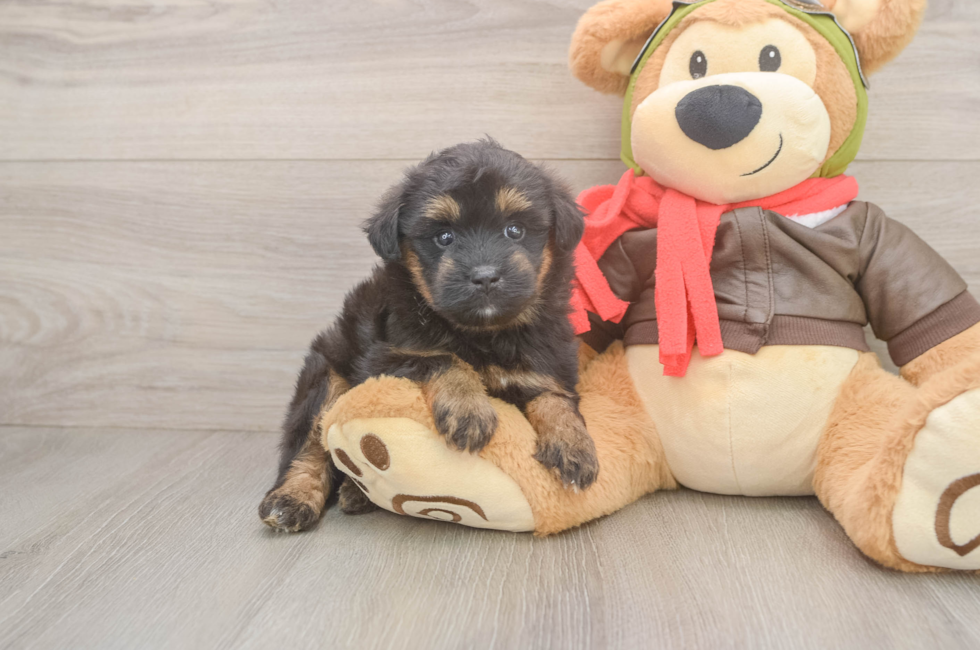 5 week old Mini Pomskydoodle Puppy For Sale - Pilesgrove Pups