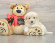 5 week old Mini Pomskydoodle Puppy For Sale - Pilesgrove Pups