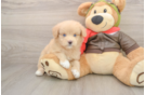 Best Mini Pomskydoodle Baby