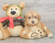 5 week old Mini Pomskydoodle Puppy For Sale - Pilesgrove Pups