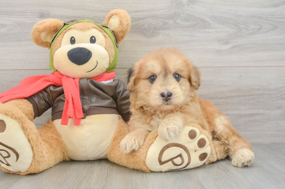 5 week old Mini Pomskydoodle Puppy For Sale - Pilesgrove Pups