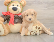 5 week old Mini Pomskydoodle Puppy For Sale - Pilesgrove Pups