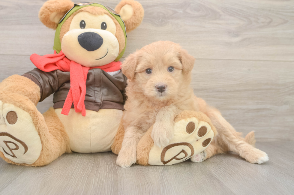 5 week old Mini Pomskydoodle Puppy For Sale - Pilesgrove Pups