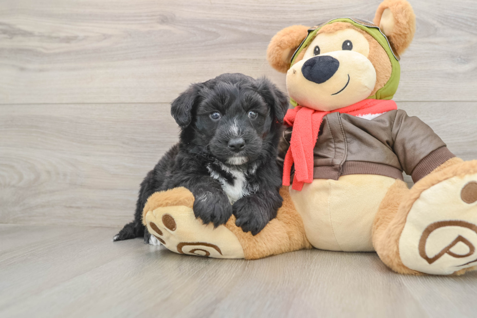 Best Mini Pomskydoodle Baby