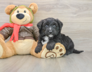 5 week old Mini Pomskydoodle Puppy For Sale - Pilesgrove Pups