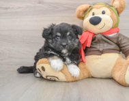 5 week old Mini Pomskydoodle Puppy For Sale - Pilesgrove Pups