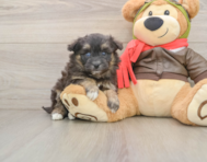 5 week old Mini Pomskydoodle Puppy For Sale - Pilesgrove Pups
