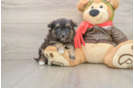 Mini Pomskydoodle Puppy for Adoption