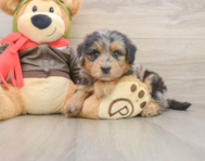 6 week old Mini Pomskydoodle Puppy For Sale - Pilesgrove Pups