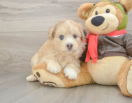 7 week old Mini Pomskydoodle Puppy For Sale - Pilesgrove Pups