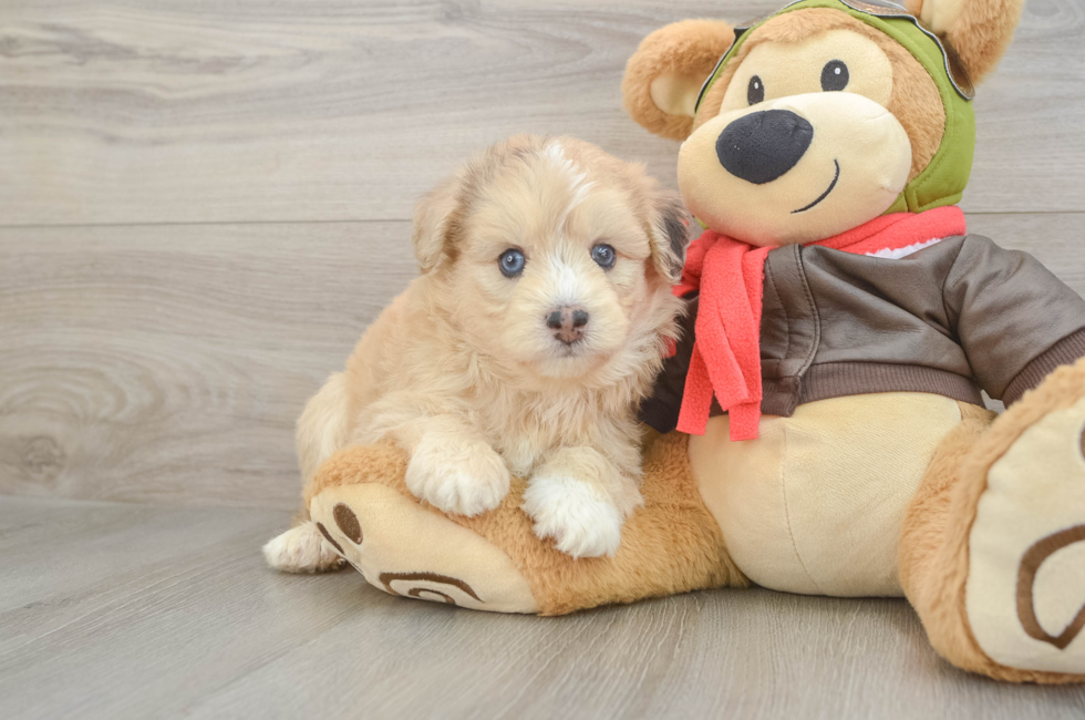 5 week old Mini Pomskydoodle Puppy For Sale - Pilesgrove Pups