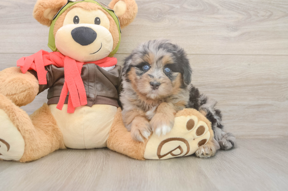 5 week old Mini Pomskydoodle Puppy For Sale - Pilesgrove Pups