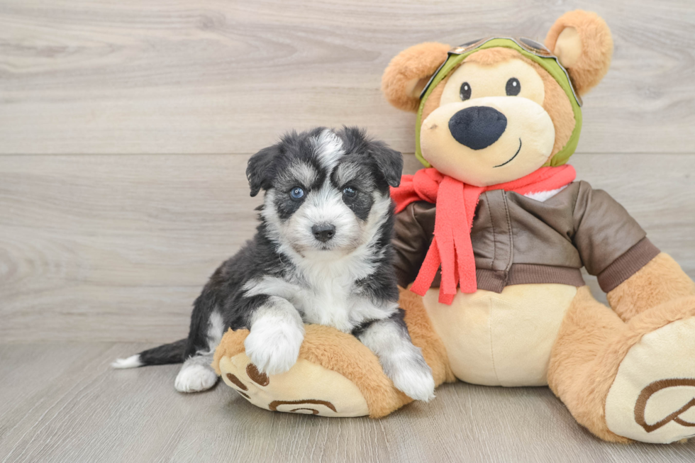 Playful Mini Pomskydoodle Poodle Mix Puppy