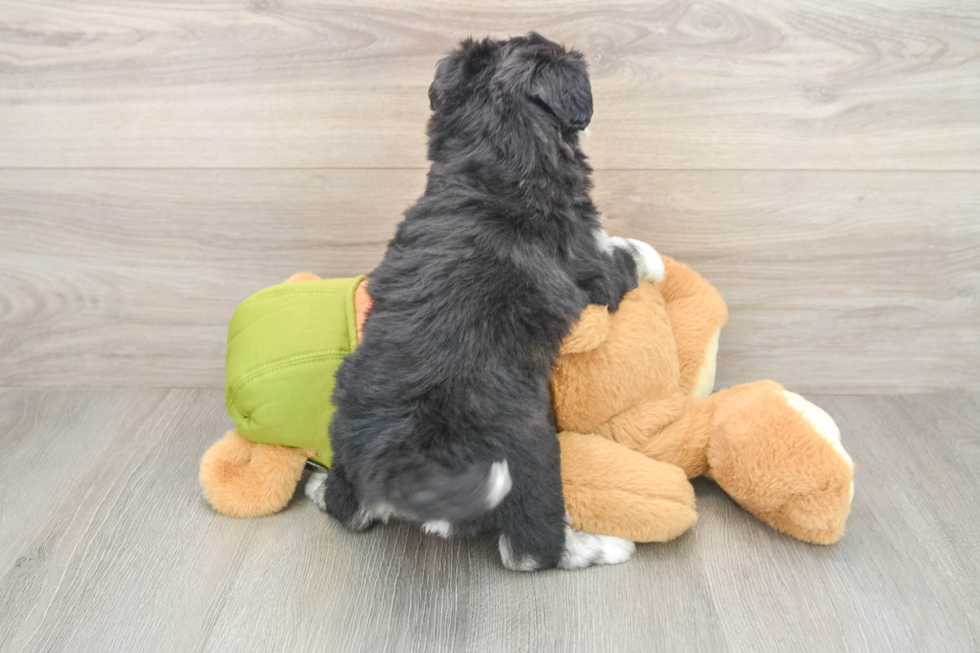 Sweet Mini Pomskydoodle Baby