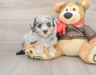 6 week old Mini Pomskydoodle Puppy For Sale - Pilesgrove Pups