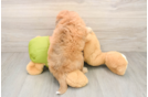 Fluffy Mini Pomskydoodle Poodle Mix Pup