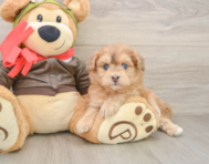 5 week old Mini Pomskydoodle Puppy For Sale - Pilesgrove Pups
