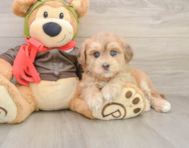 6 week old Mini Pomskydoodle Puppy For Sale - Pilesgrove Pups
