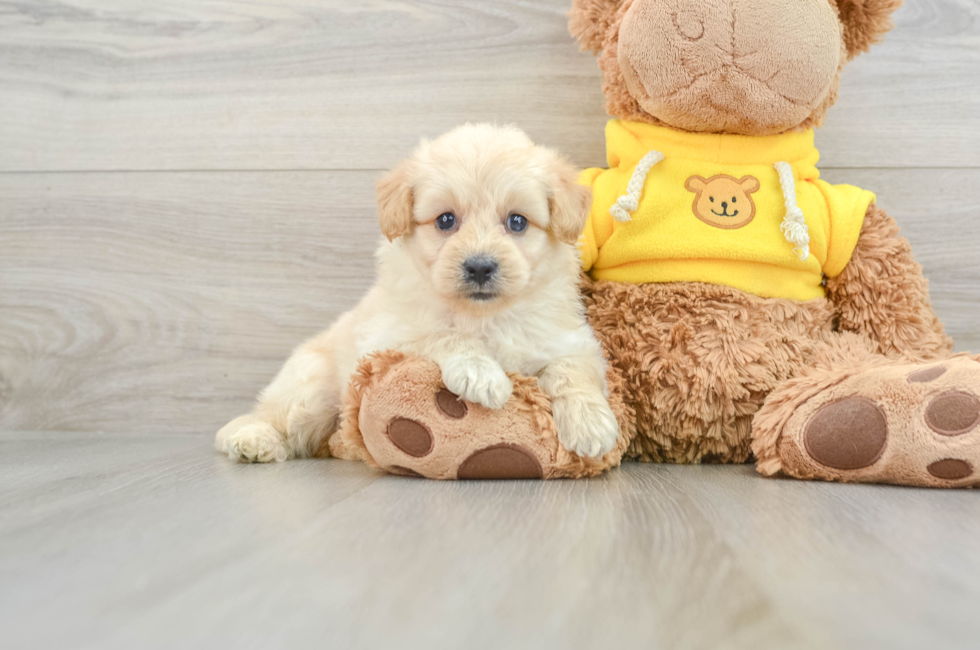 5 week old Mini Pomskydoodle Puppy For Sale - Pilesgrove Pups