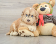 5 week old Mini Pomskydoodle Puppy For Sale - Pilesgrove Pups