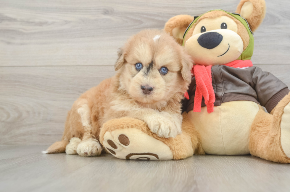 5 week old Mini Pomskydoodle Puppy For Sale - Pilesgrove Pups
