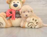 5 week old Mini Pomskydoodle Puppy For Sale - Pilesgrove Pups