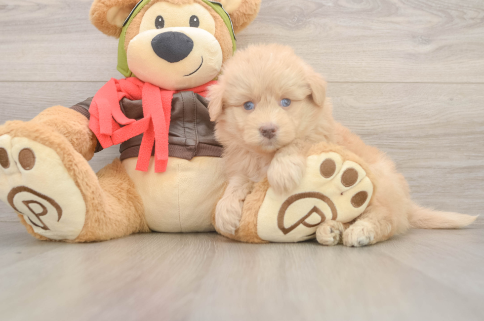5 week old Mini Pomskydoodle Puppy For Sale - Pilesgrove Pups
