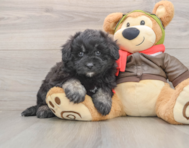 5 week old Mini Pomskydoodle Puppy For Sale - Pilesgrove Pups