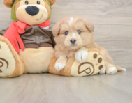 5 week old Mini Pomskydoodle Puppy For Sale - Pilesgrove Pups