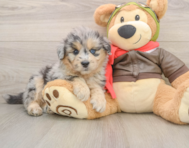 6 week old Mini Pomskydoodle Puppy For Sale - Pilesgrove Pups