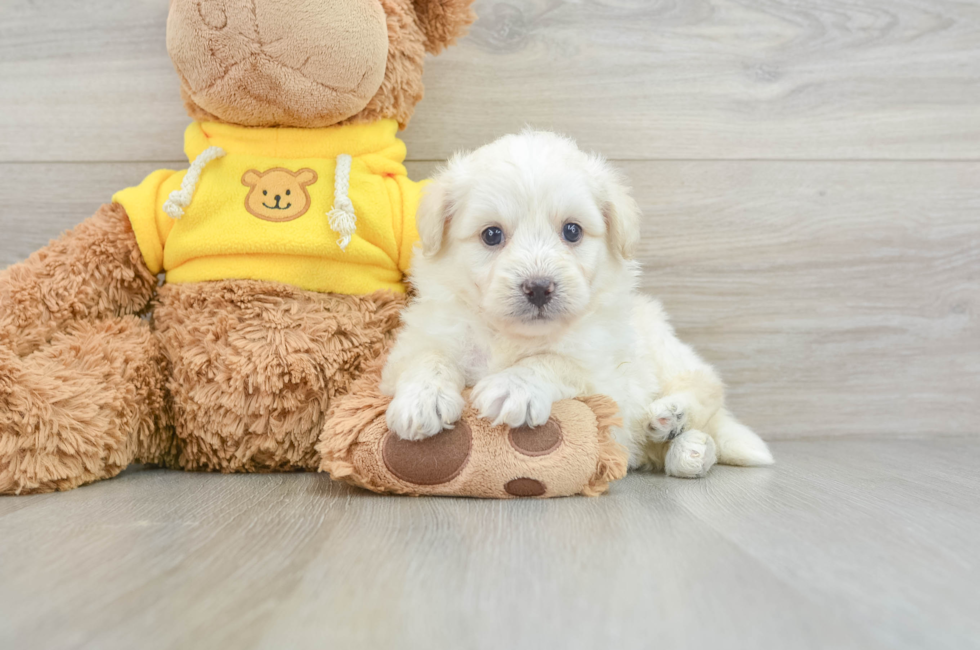 5 week old Mini Pomskydoodle Puppy For Sale - Pilesgrove Pups