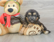 5 week old Mini Pomskydoodle Puppy For Sale - Pilesgrove Pups