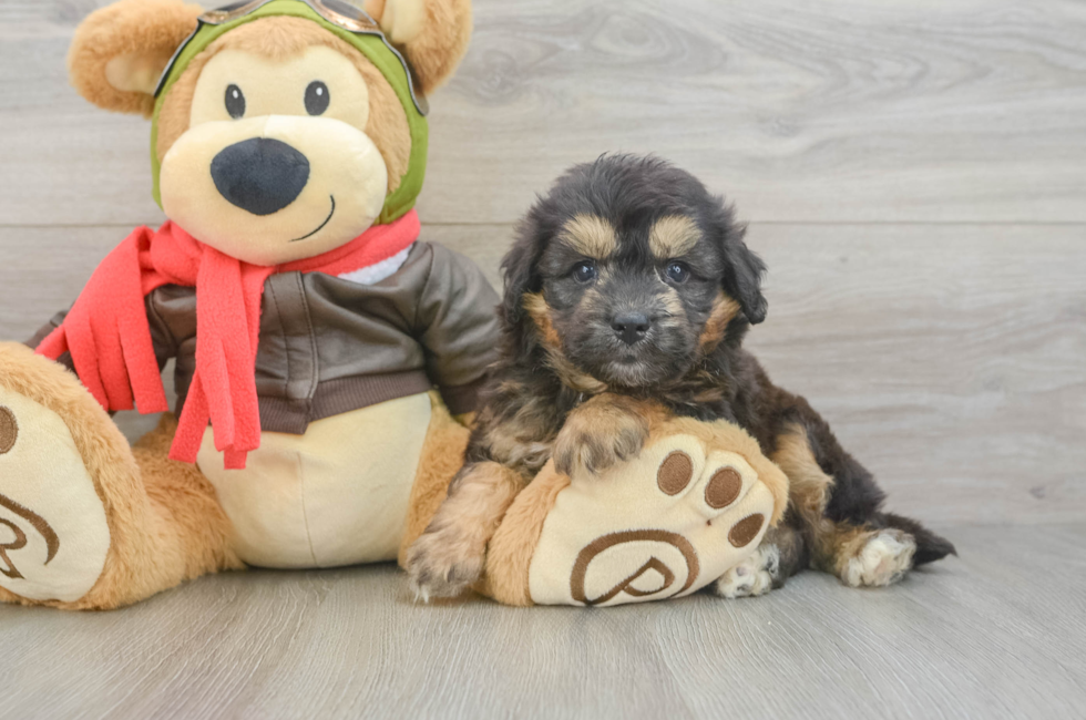 5 week old Mini Pomskydoodle Puppy For Sale - Pilesgrove Pups