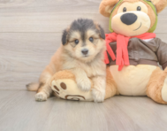 5 week old Mini Pomskydoodle Puppy For Sale - Pilesgrove Pups