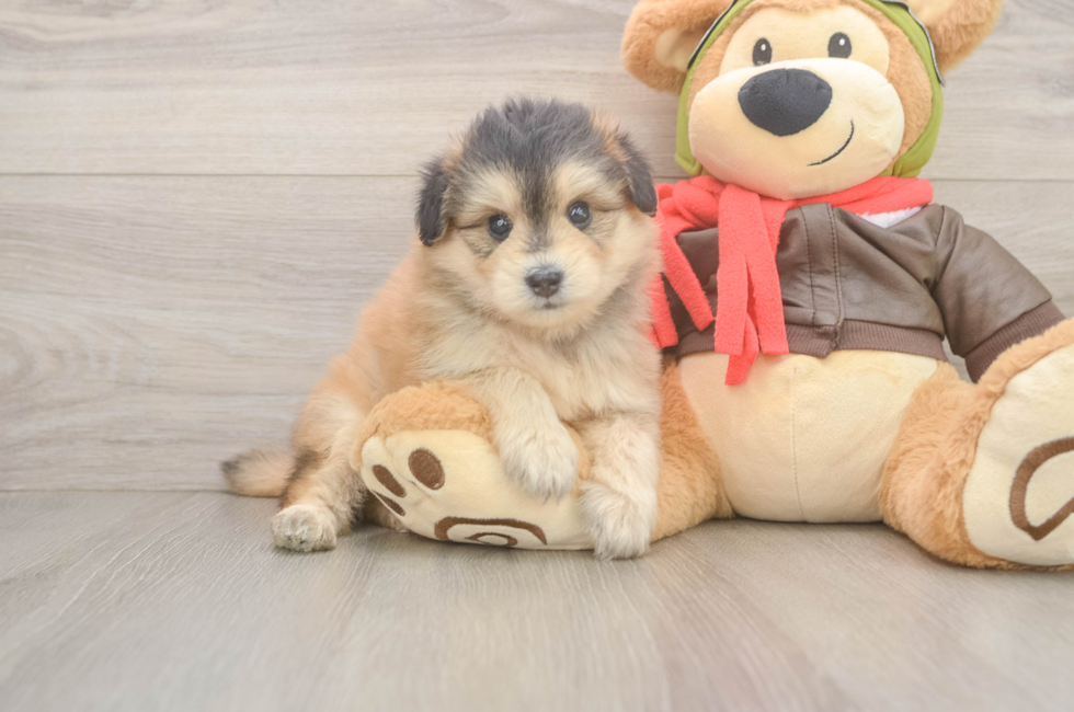 5 week old Mini Pomskydoodle Puppy For Sale - Pilesgrove Pups