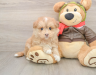 5 week old Mini Pomskydoodle Puppy For Sale - Pilesgrove Pups