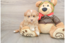 Best Mini Pomskydoodle Baby