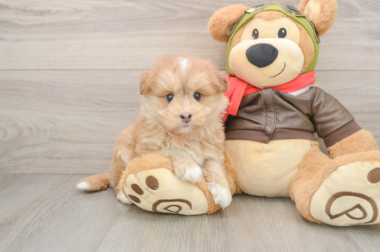 Best Mini Pomskydoodle Baby