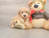 6 week old Mini Pomskydoodle Puppy For Sale - Pilesgrove Pups