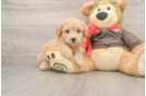 Playful Pomsky Doodle Poodle Mix Puppy