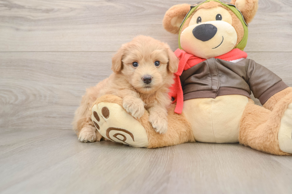 Playful Pomsky Doodle Poodle Mix Puppy