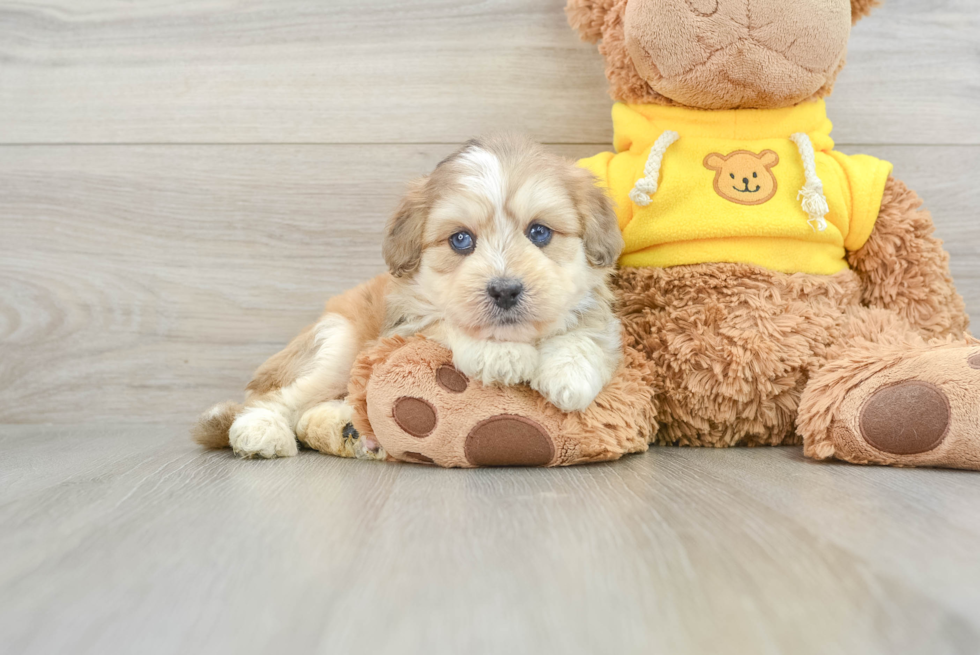 Smart Mini Pomskydoodle Poodle Mix Pup