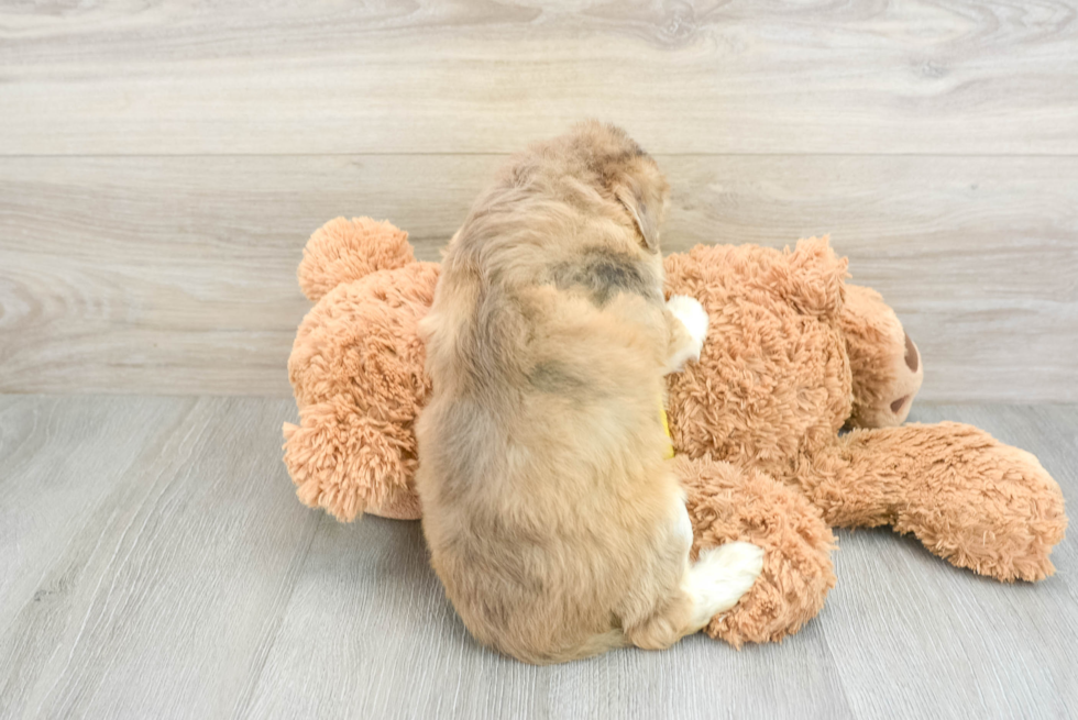 Playful Mini Pomskydoodle Poodle Mix Puppy