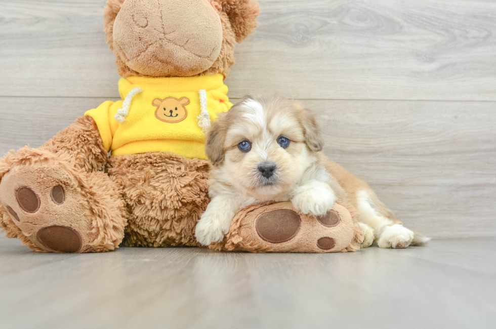 5 week old Mini Pomskydoodle Puppy For Sale - Pilesgrove Pups