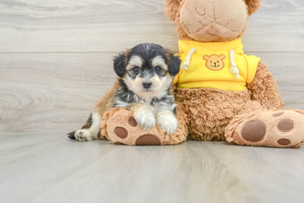 Mini Pomskydoodle Puppy for Adoption