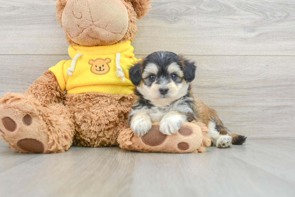 Smart Mini Pomskydoodle Poodle Mix Pup