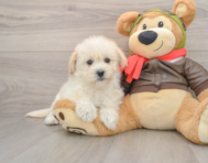 5 week old Mini Pomskydoodle Puppy For Sale - Pilesgrove Pups